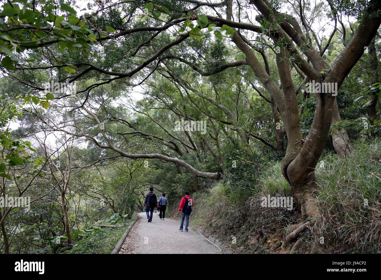 (170601) -- HONG KONG, Giugno 1, 2017 (Xinhua) -- la gente a piedi lungo la Hong Kong Trail a Hong Kong, Cina del Sud, 20 gennaio, 2013. (Xinhua/Li Peng)(mcg) Foto Stock