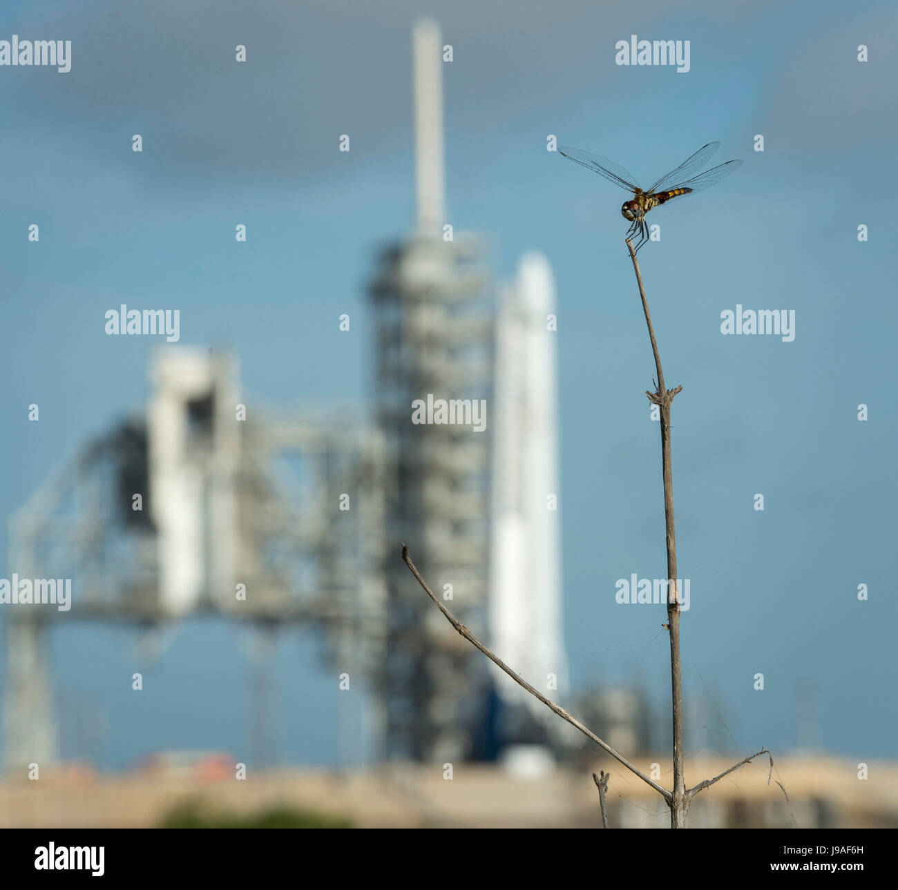 Una libellula è visto vicino la SpaceX Falcon 9, a razzo con il Drago a bordo veicolo spaziale, in complessi di lancio 39A in corrispondenza di NASA Kennedy Space Center di Cape Canaveral, in Florida, giovedì 1 giugno 2017. Dragon sta portando quasi 6.000 libbre di scienza ricerca, equipaggio di materiali di consumo e di hardware per la Stazione Spaziale Internazionale a sostegno della spedizione 52 e 53 membri di equipaggio. Il trunk non pressurizzato del veicolo spaziale sarà anche il trasporto dei pannelli solari, strumenti per l'osservazione della terra e di attrezzature per lo studio di stelle di neutroni. Questo sarà il centesimo lancio e sesto SpaceX lancio, da questo pad. Lanci precedenti Foto Stock