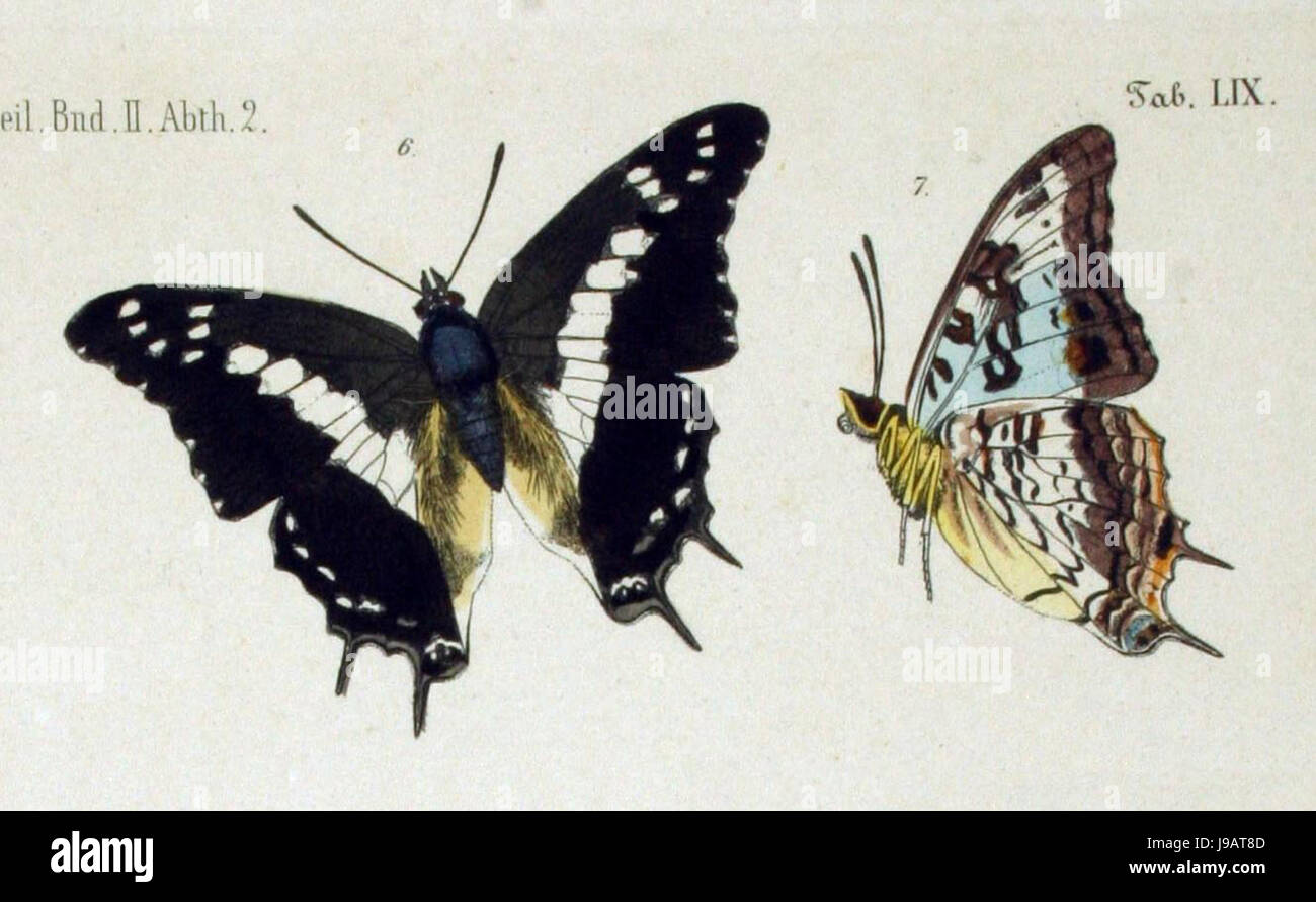 NovaraExpZoologischeTheilLepidopteraAtlasTaf59, Charaxs achaemenes Foto Stock
