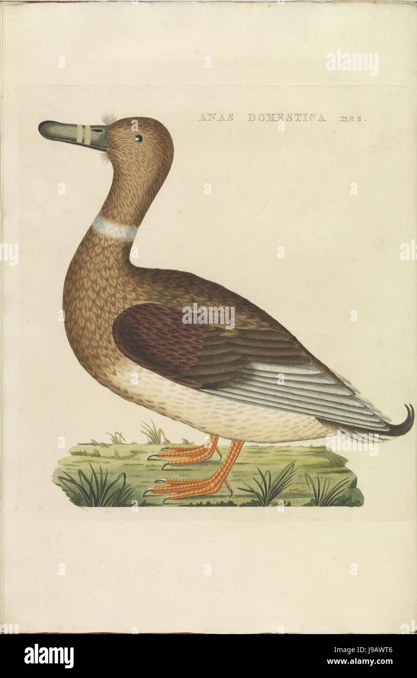 Nederlandsche vogelen (KB) Anas platyrhynchos (364b) Foto Stock