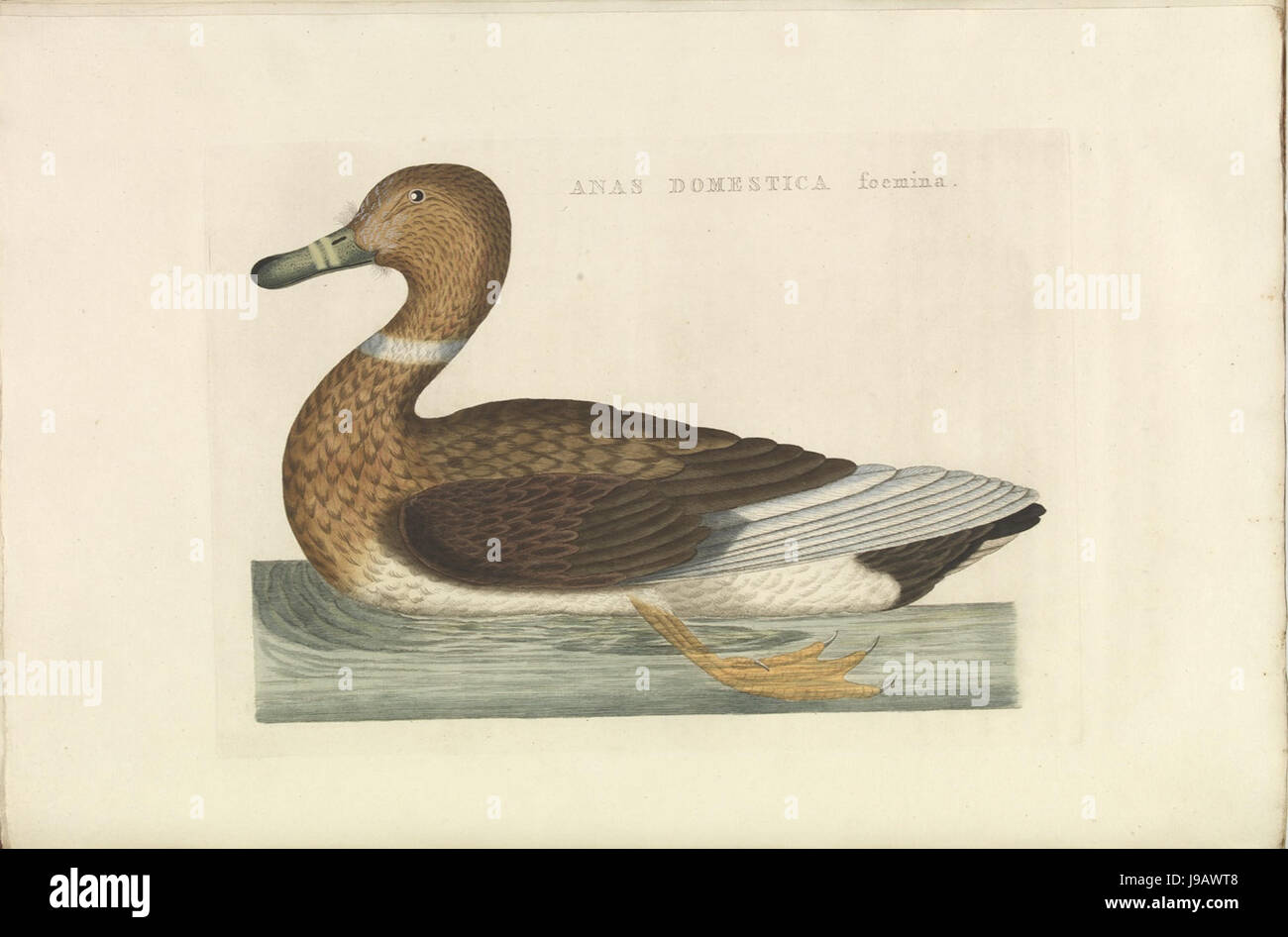 Nederlandsche vogelen (KB) Anas platyrhynchos (366b) Foto Stock