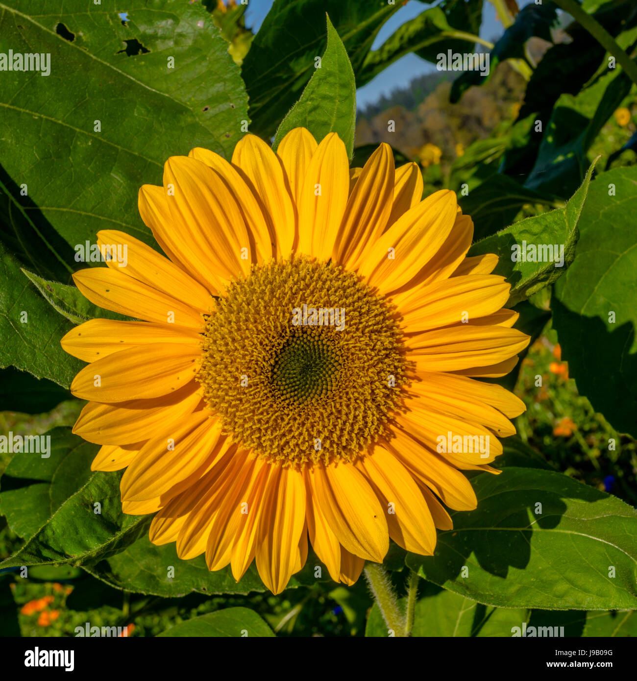 Girasoli in un campo off SR 203 vicino alla città di Duvall, Washington.<br><br>La ringrazio molto per la visualizzazione il mio lavoro e ringrazio molto per oltre Foto Stock