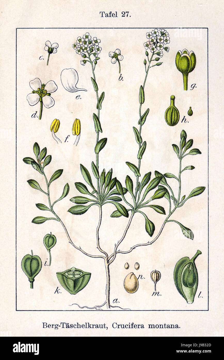 Thlaspi montanum Sturm27 Foto Stock