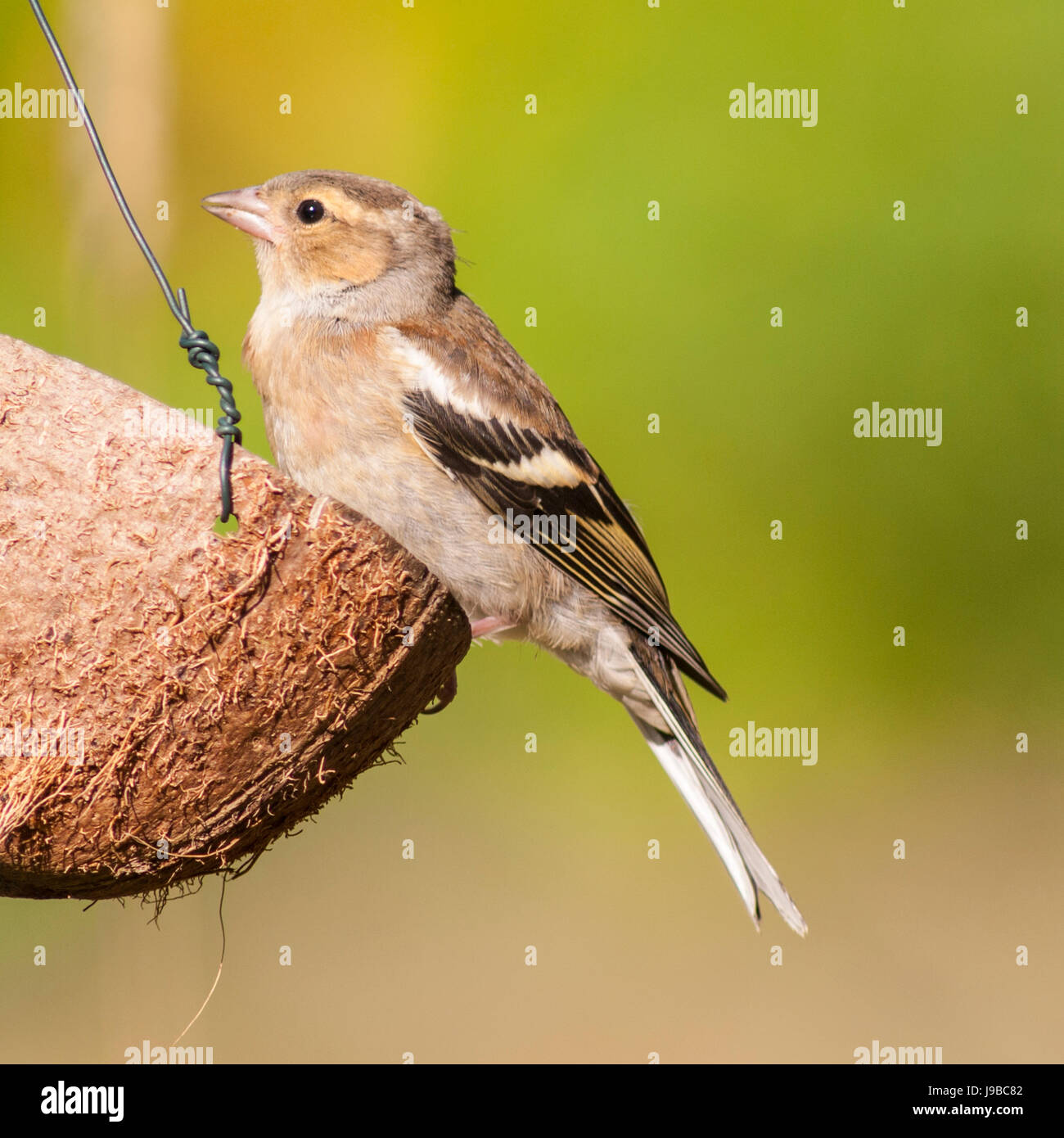 Una femmina (fringuello Fringilla coelebs) nel Regno Unito Foto Stock