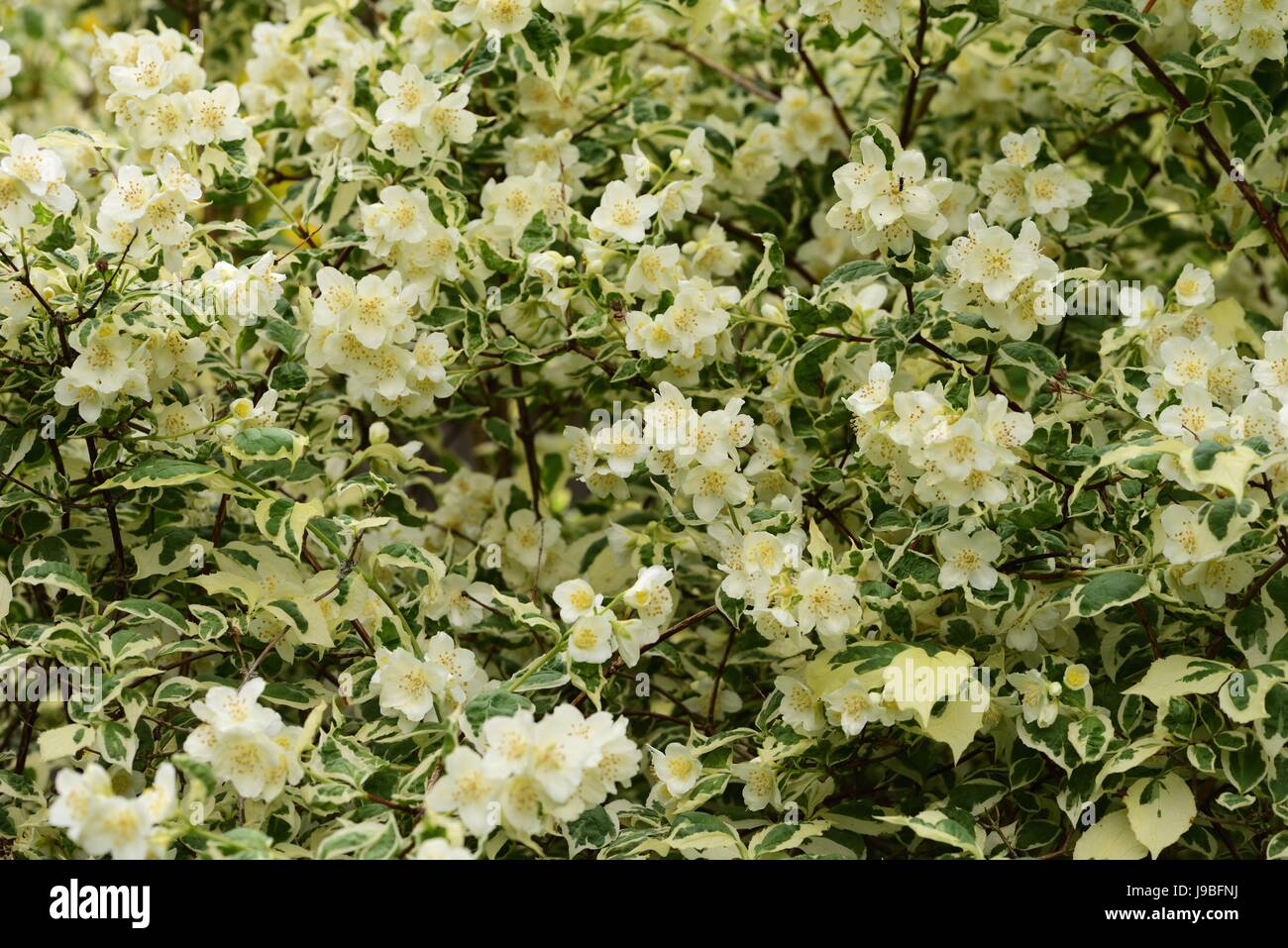 Filadelfo in fiore Foto Stock