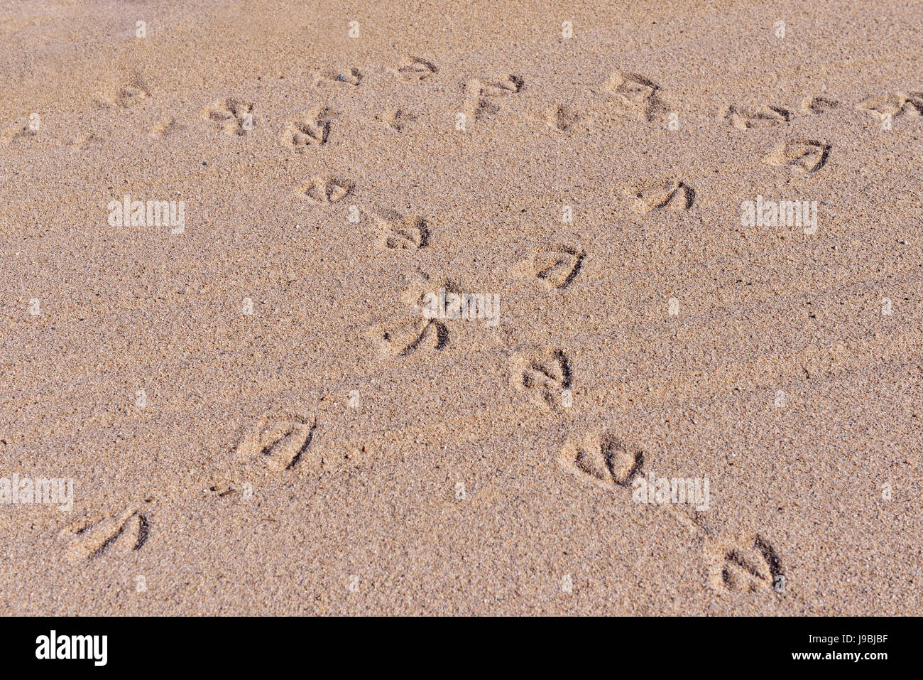 Orme di gabbiani sulla sabbia bagnata della costa mediterranea in giornata soleggiata Foto Stock
