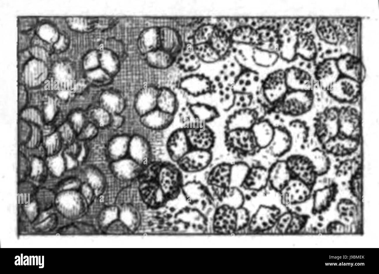 Trans. Linn. Soc. Londra Volume 20 piastra 24 figura F Foto Stock