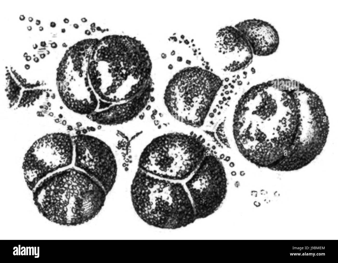 Trans. Linn. Soc. Londra Volume 20 piastra 24 Figura G Foto Stock