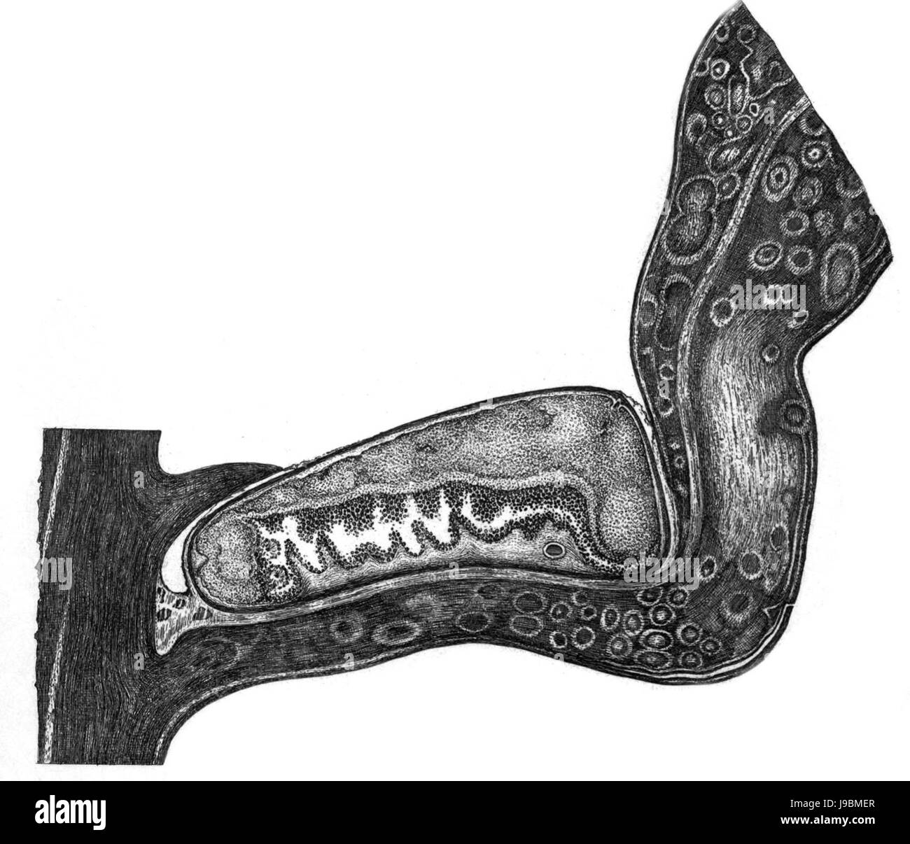 Trans. Linn. Soc. Londra Volume 20 piastra 24 Figura B Foto Stock