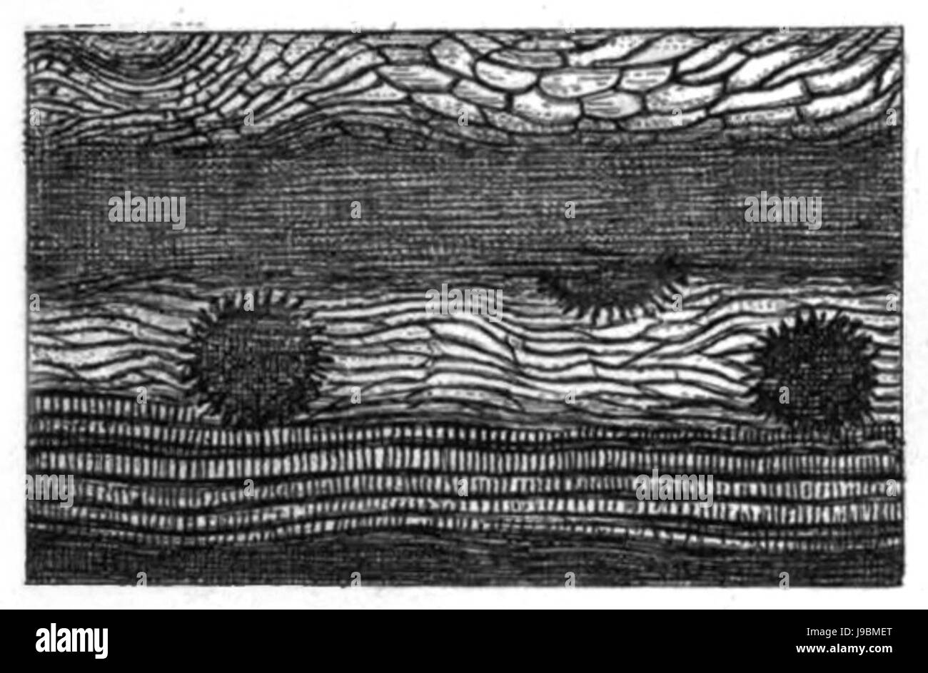 Trans. Linn. Soc. Londra Volume 20 piastra 24 FIGURA E Foto Stock