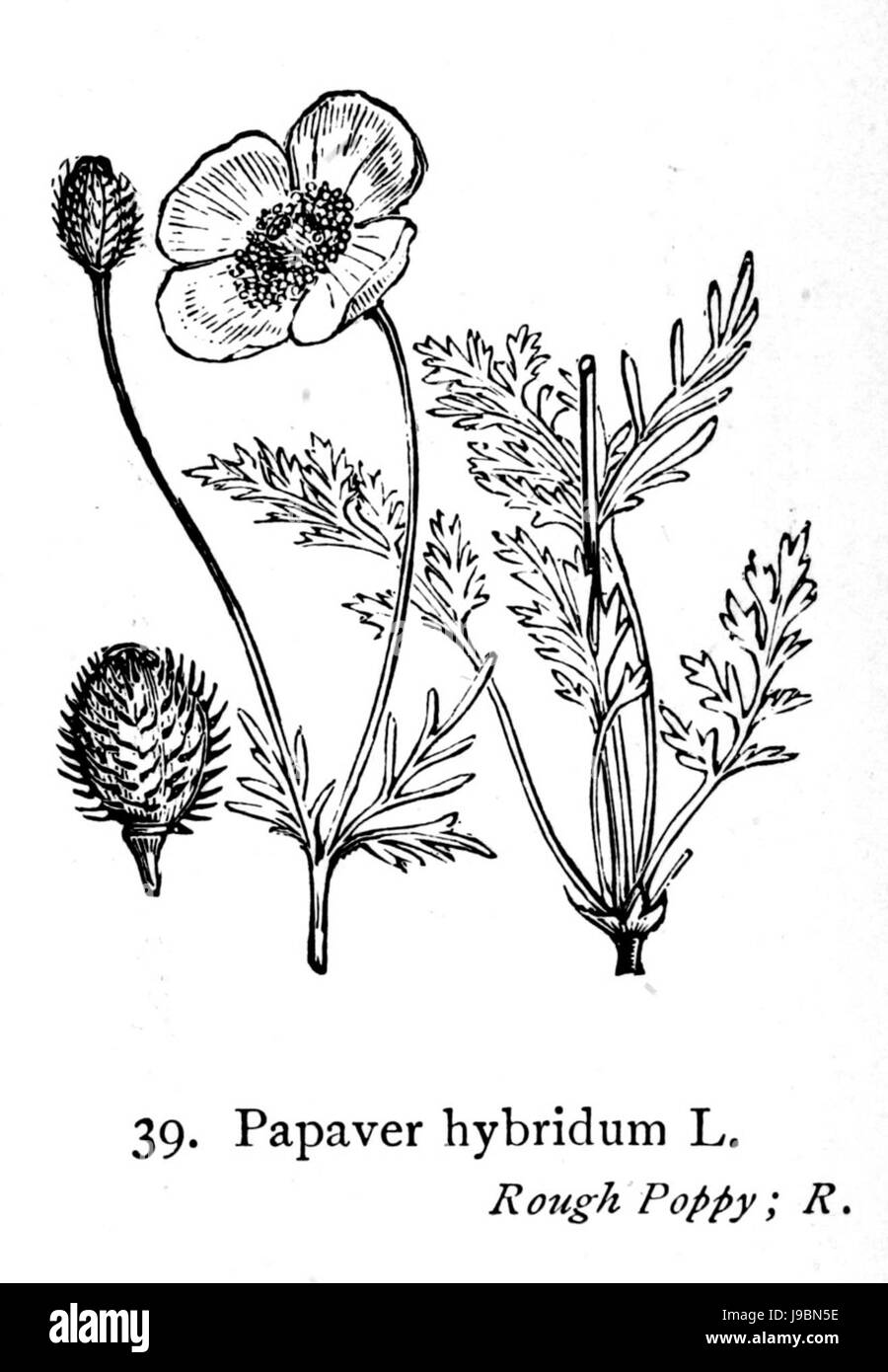 Papaver Hybridum i01 Foto Stock