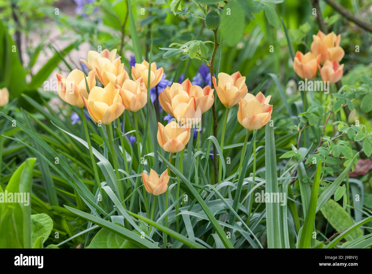 Primo piano di tulipani in miniatura piantati in un giardino di primavera confine Regno Unito Foto Stock