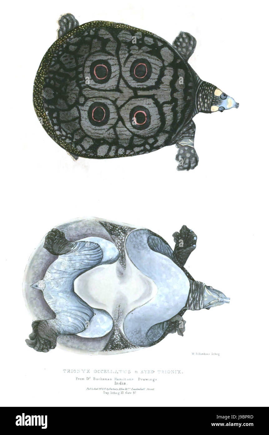 Trionix ocellatus Foto Stock