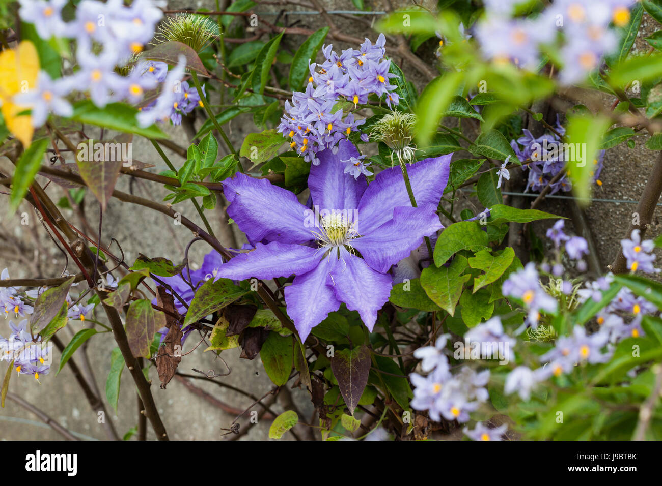 Primo piano di Clematis Daniel Deronda fioritura tra i fiori di Solanum crispium, Inghilterra, Regno Unito Foto Stock