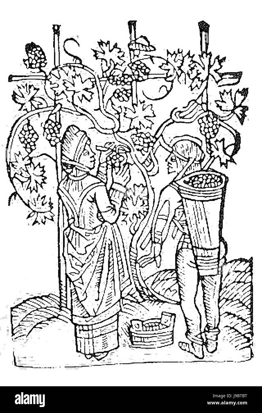 Vendange Petra de Crescentia 1493 Foto Stock