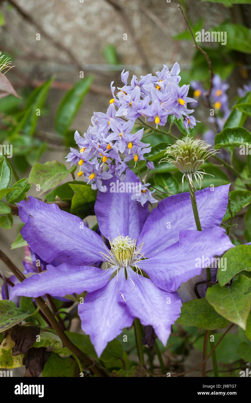 Primo piano di Clematis Daniel Deronda fioritura tra i fiori di Solanum crispium, Inghilterra, Regno Unito Foto Stock