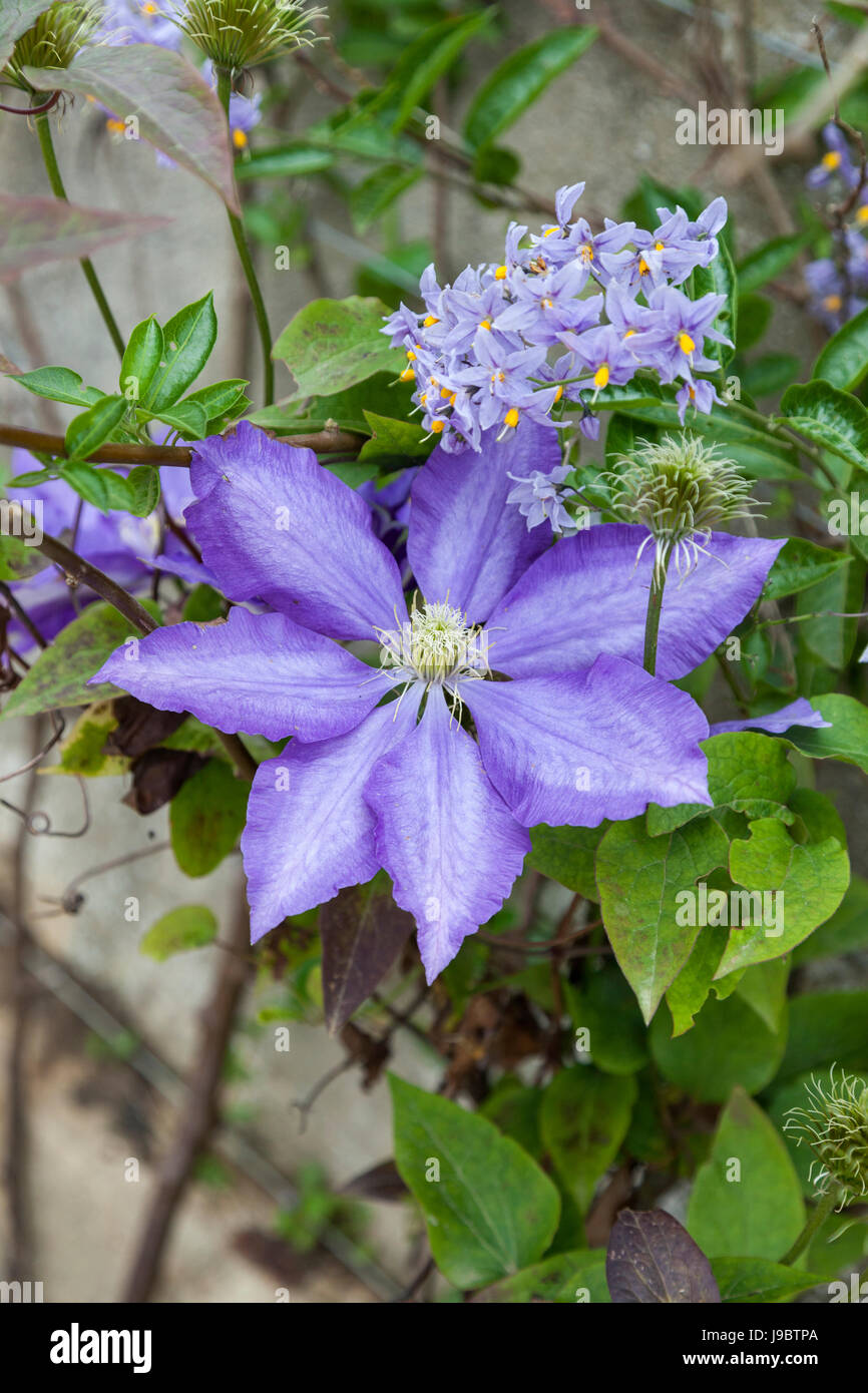 Primo piano di Clematis Daniel Deronda fioritura tra i fiori di Solanum crispium, Inghilterra, Regno Unito Foto Stock