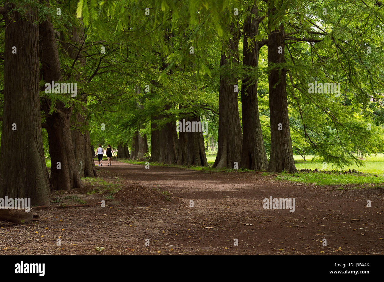 Camminando tra gli alti alberi del giardino botanico di Montevideo, Uruguay Foto Stock