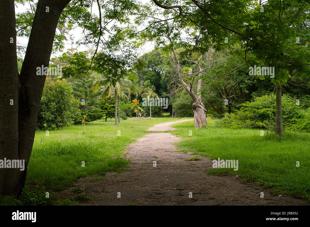 Percorso tra alberi nativi nel giardino botanico di Montevideo, Uruguay Foto Stock