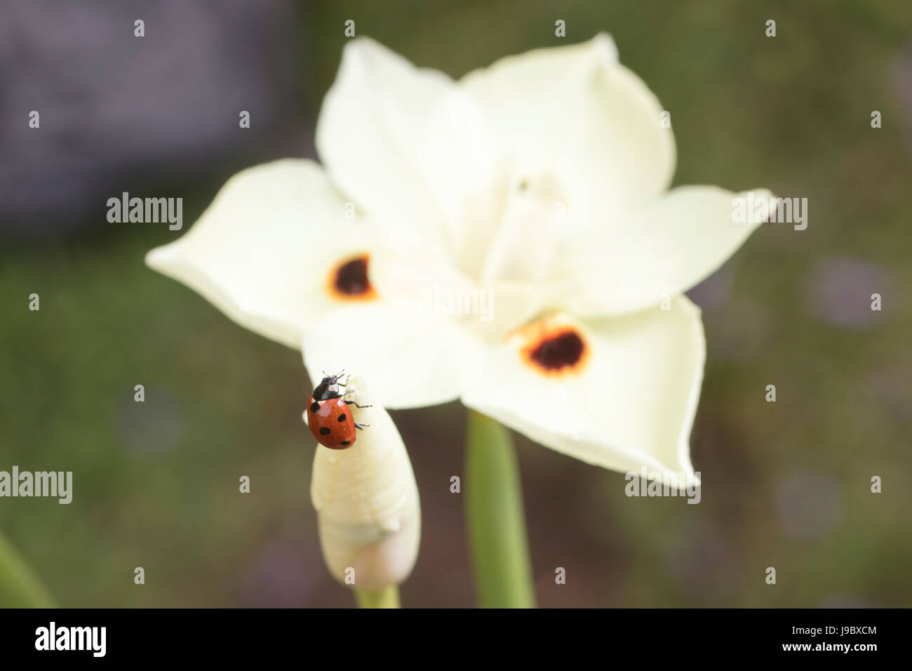 Rosso e nero coccinella maculato strisciando su un Dietes giallo fiore in un giardino Foto Stock