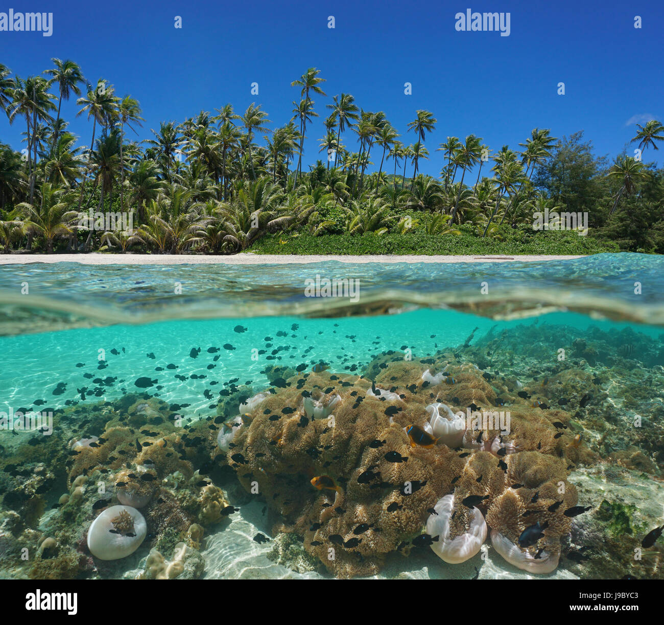 Spiaggia tropicale al di sopra e al di sotto della superficie dell'acqua con palme da cocco e molti anemoni di mare con pesce subacquea, Huahine, oceano pacifico, Polinesia Francese Foto Stock