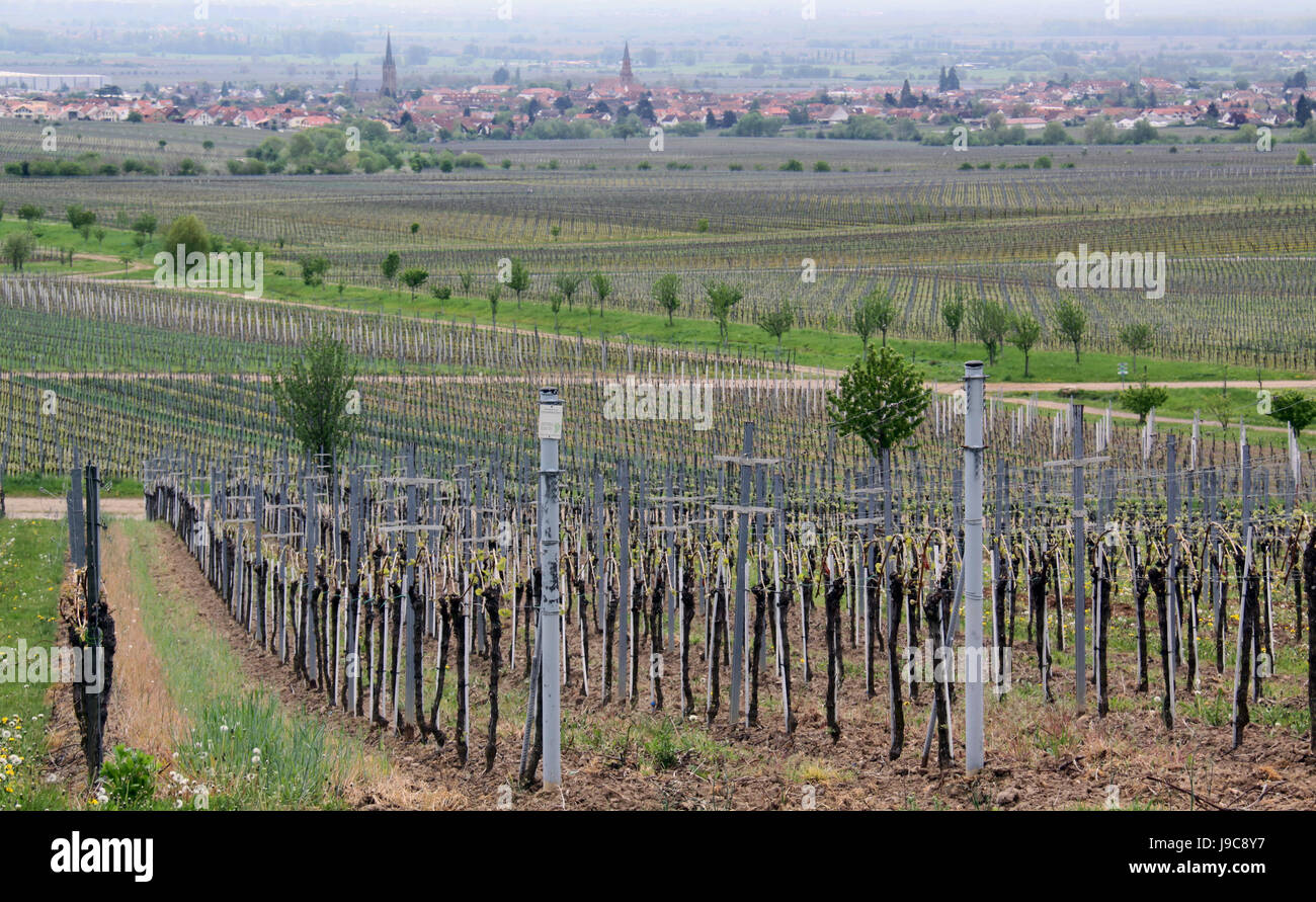 La viticoltura in edenkoben Foto Stock