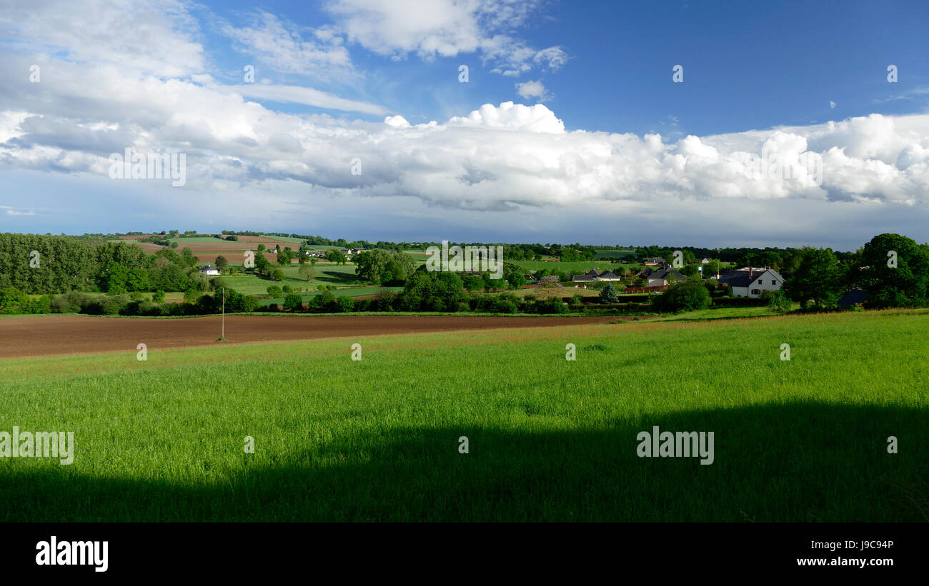 Farmland in primavera, campo di grano (Nord Mayenne, Pays de la Loire, in Francia, in Europa). Foto Stock