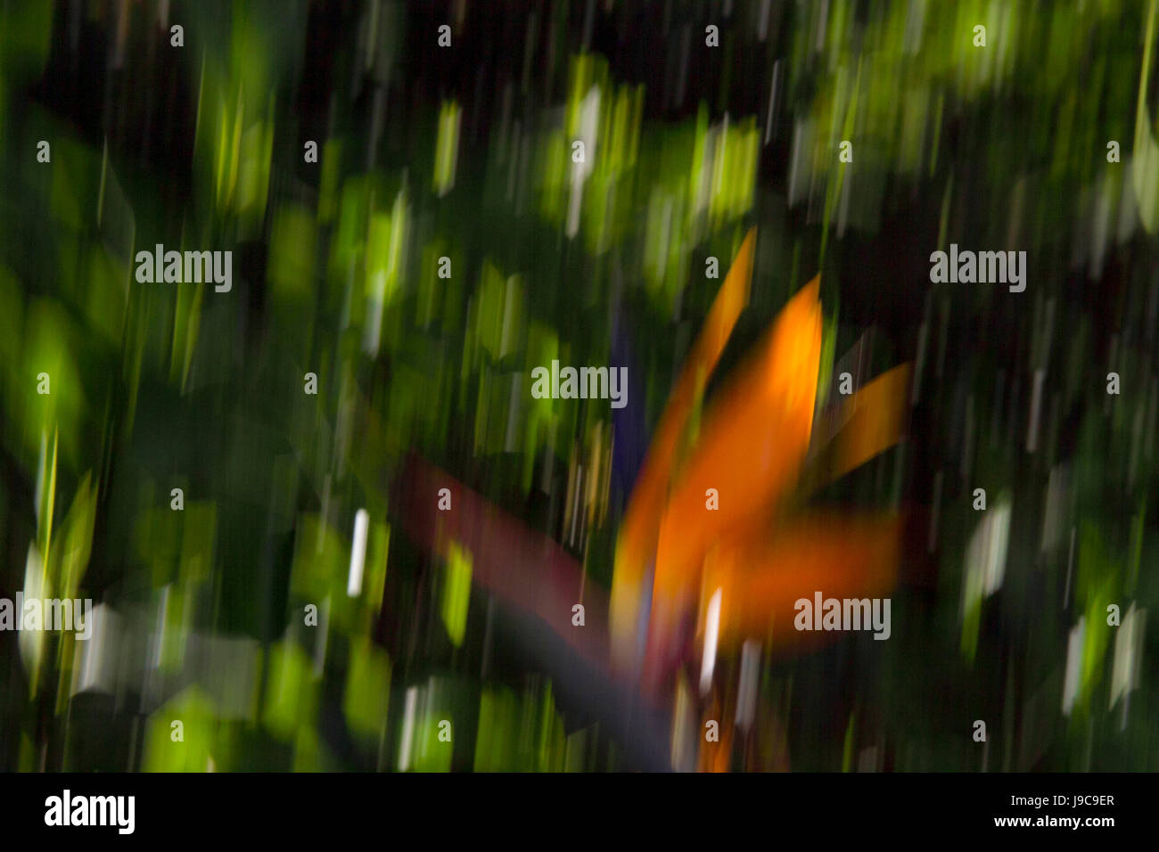 A destra con un Sterilitzia Foto Stock