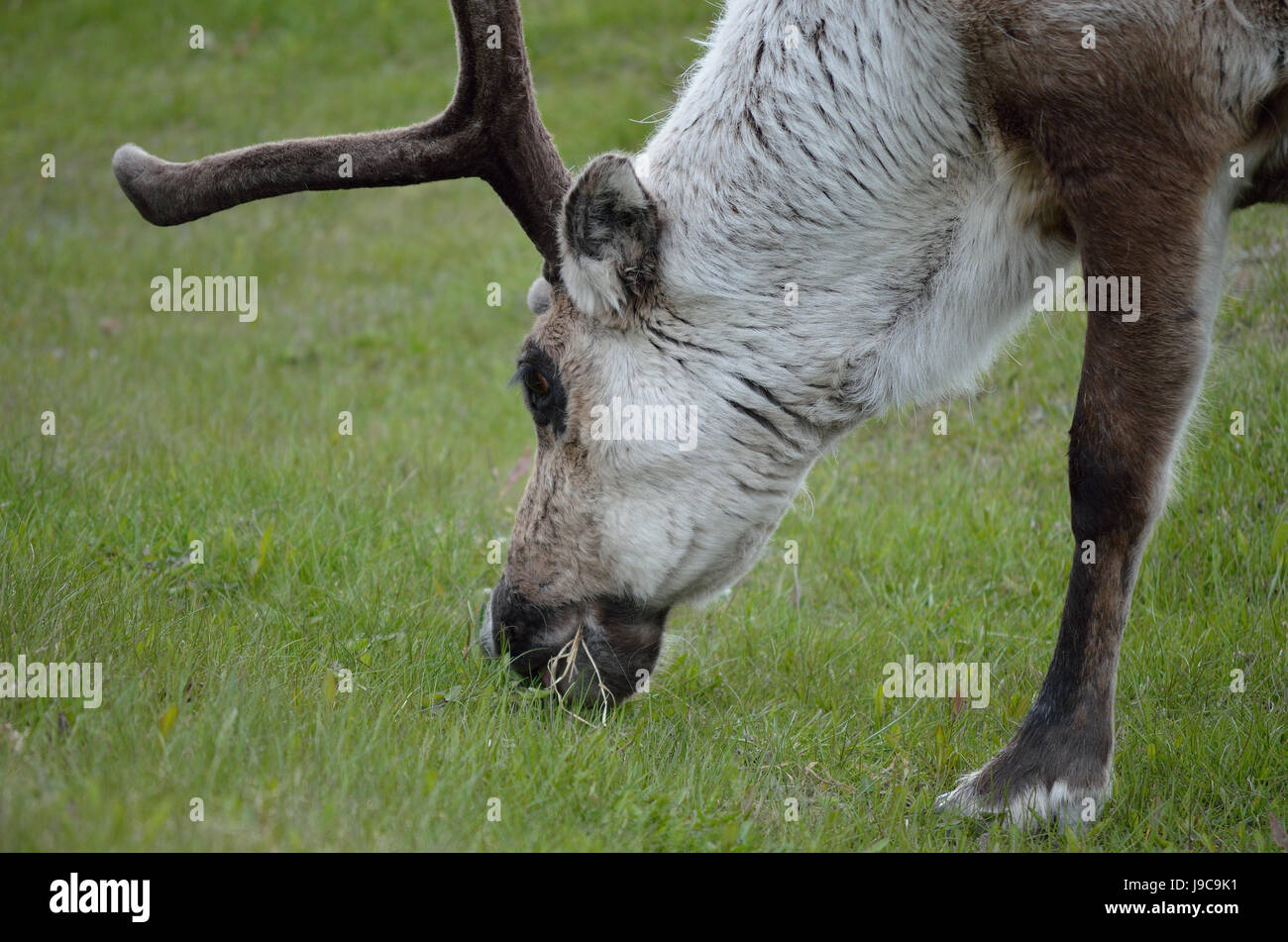 La renna di pascoli e di alimentazione su erba verde closeup Foto Stock