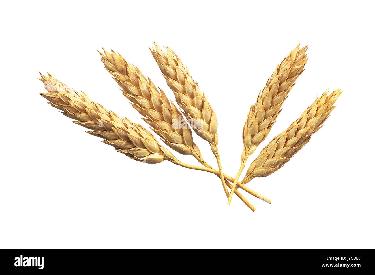 Grano, cibo, aliment, pane, bella beauteously, Nizza, agricoli, arte, Foto Stock