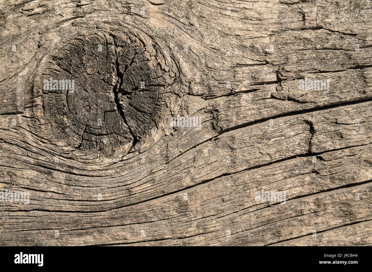 Fetta di una tavola di legno di colore neutro, sfondo orizzontale Foto Stock