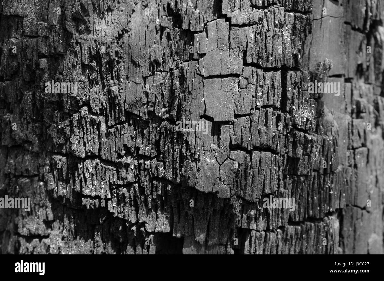 La texture di legno carbonizzati, carboni con profonde spaccature in bianco e nero Foto Stock