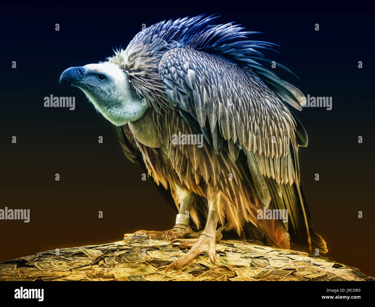 Uccelli, uccelli, raptor, avvoltoio, sfrangiamento, simbologia, Denaro e finanze, bird, Foto Stock