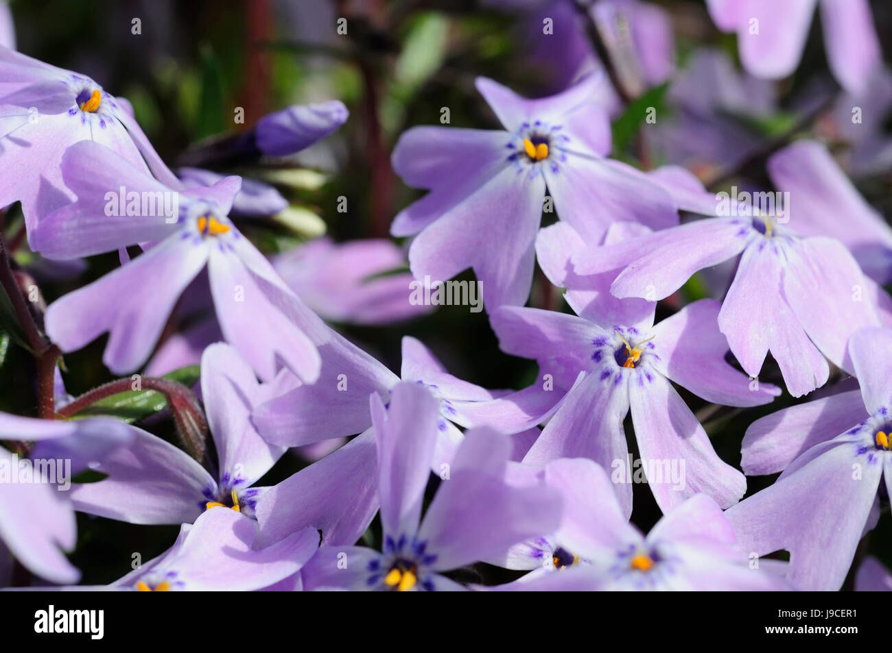 Flower, impianti, bloom, blossom, fiorire, fiorente, fiori, fiori, Foto Stock