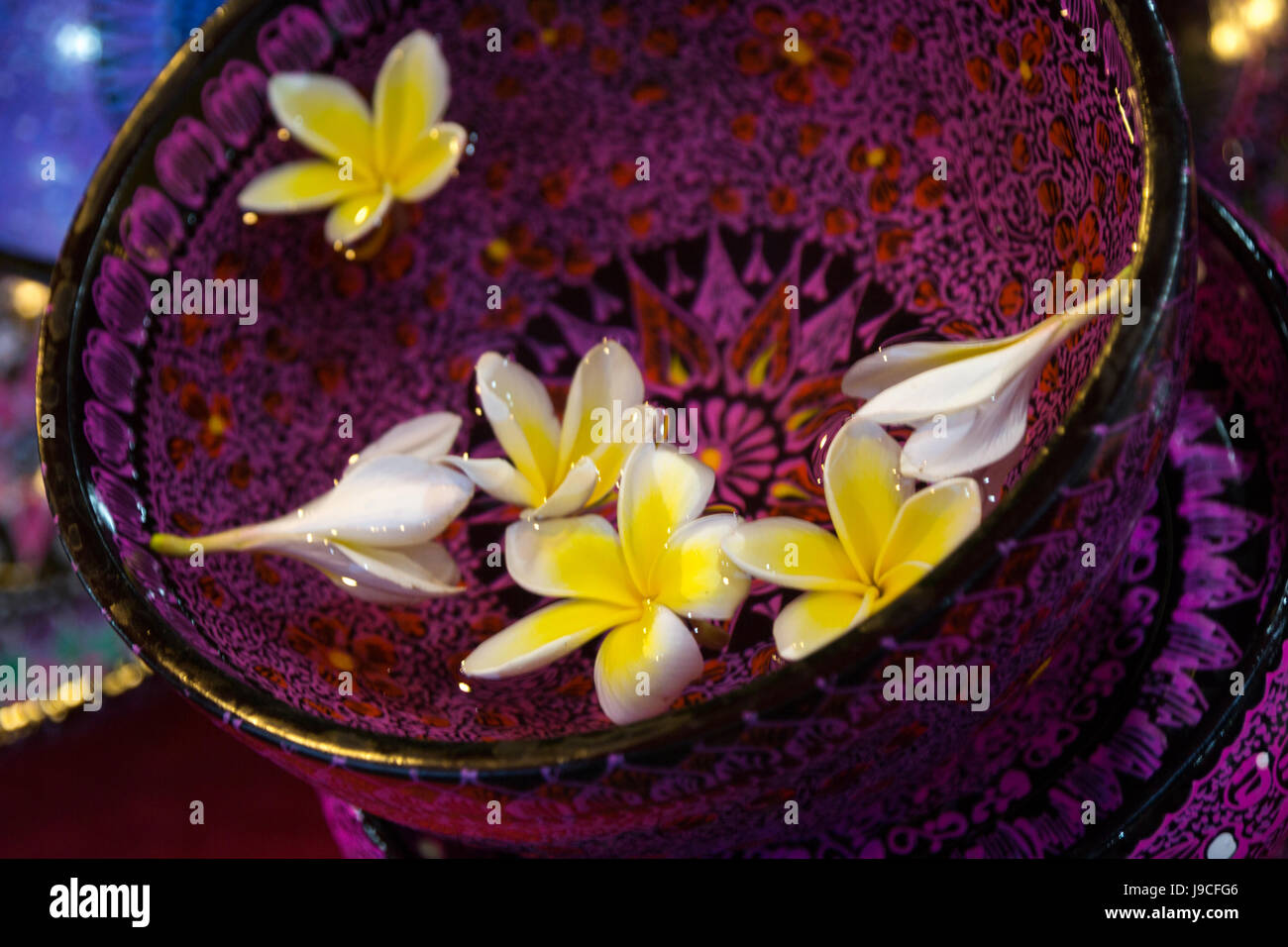 Il frangipani fiori galleggianti in acqua in un viola decorata ciotola asiatica Foto Stock