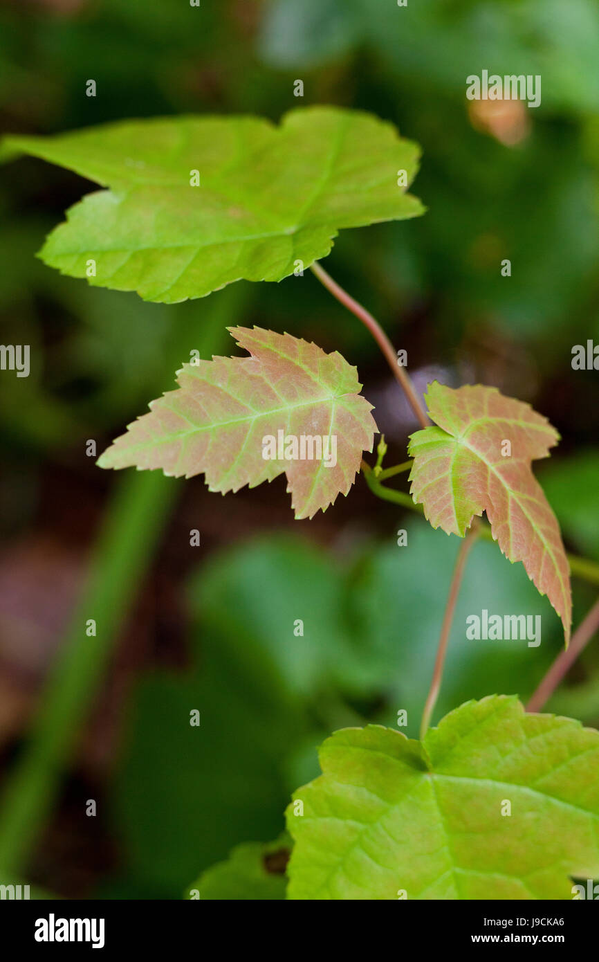 Rosso acero piantina foglie (Acer rubrum) - USA Foto Stock