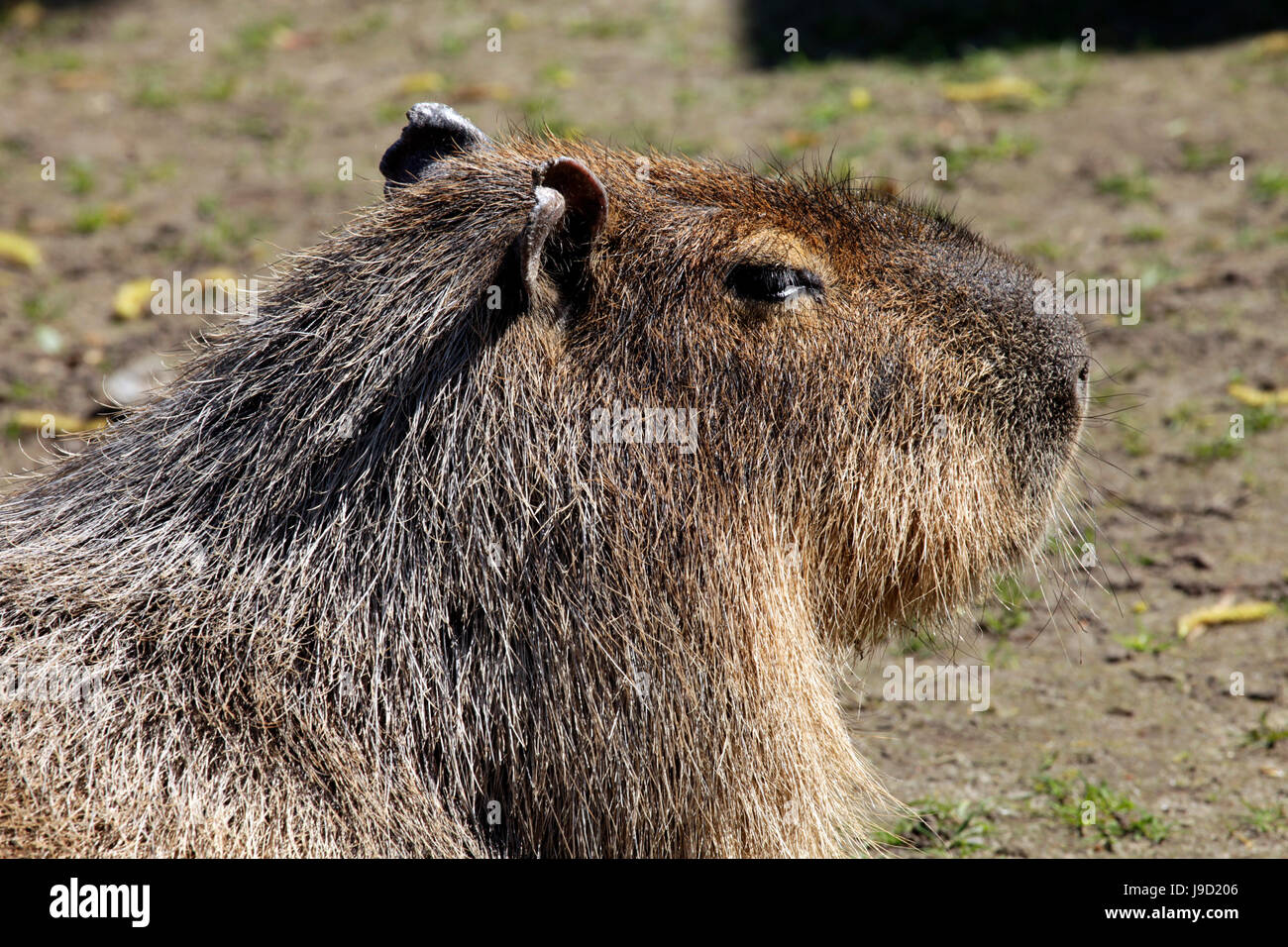 Roditore roditore, sud america, cavia, capibara, wasserschwein, capibara, Foto Stock