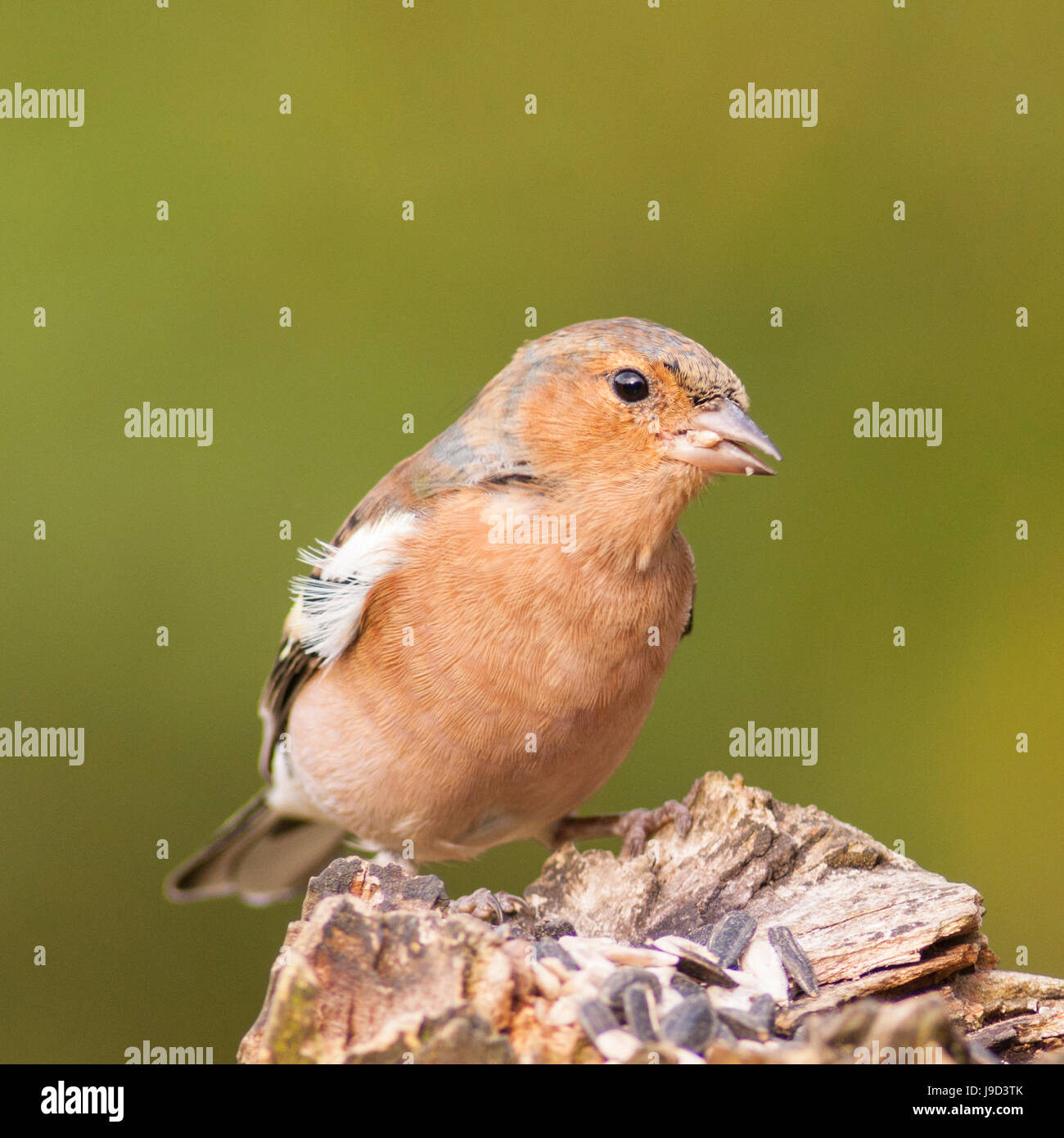 Un maschio (fringuello Fringilla coelebs) nel Regno Unito Foto Stock