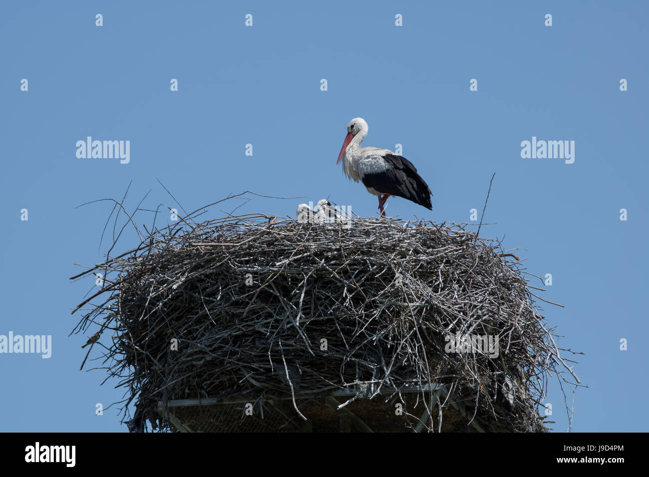 Cicogna bianca con il suo bambino gli uccelli nel nido Foto Stock