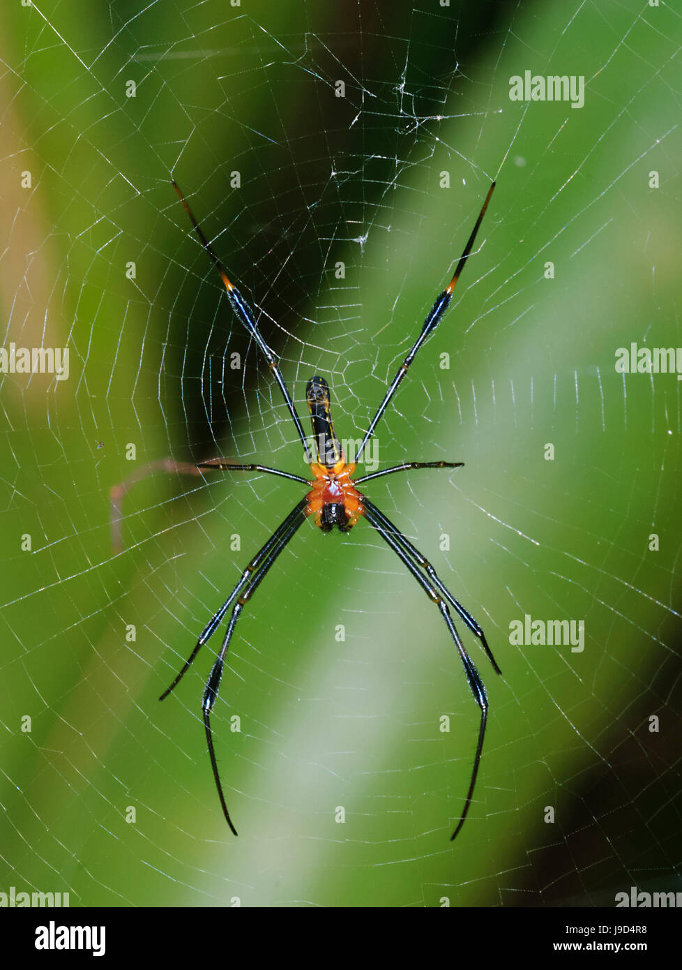 I capretti Golden Orb-weaver (Nephila pilipes) nel suo web, estremo Nord Queensland, FNQ, QLD, Australia Foto Stock