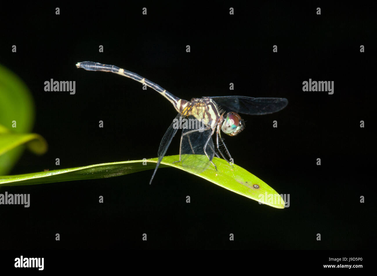 Close-up di un australiano Tiger Dragonfly (Ictinogomphus australis) nella sua fase di blu, estremo Nord Queensland, FNQ, QLD, Australia Foto Stock