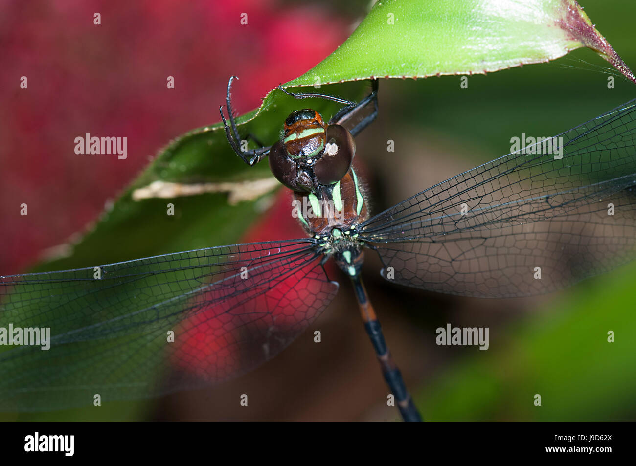 Close-up di un australiano Tiger Dragonfly (Ictinogomphus australis) nella sua fase di blu, estremo Nord Queensland, FNQ, QLD, Australia Foto Stock