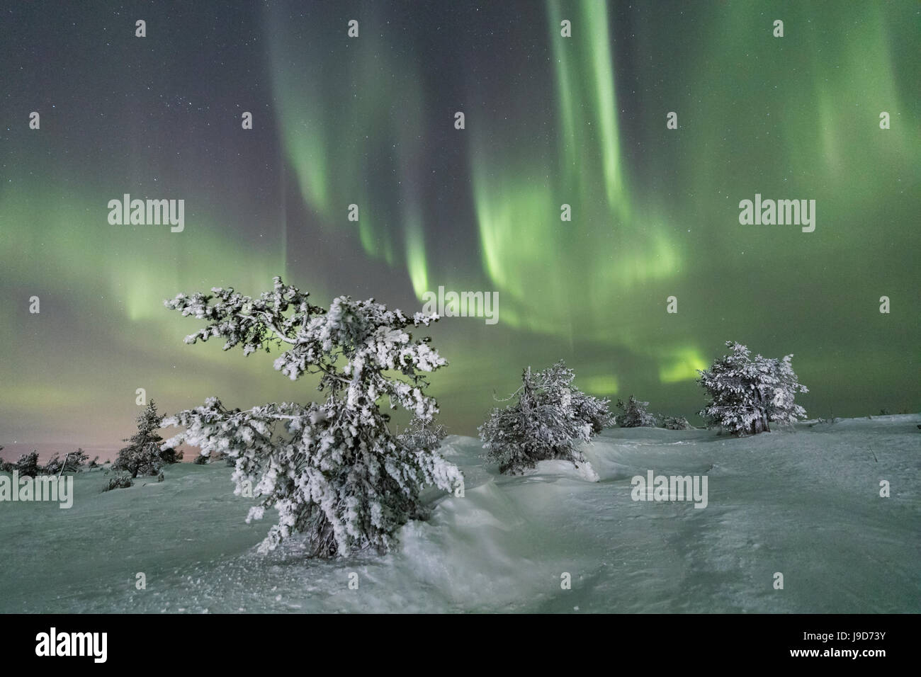 Luci del nord (Aurora Boreale) su gli alberi ghiacciati nei boschi innevati, Levi, Sirkka, Kittila, regione della Lapponia, Finlandia, Europa Foto Stock