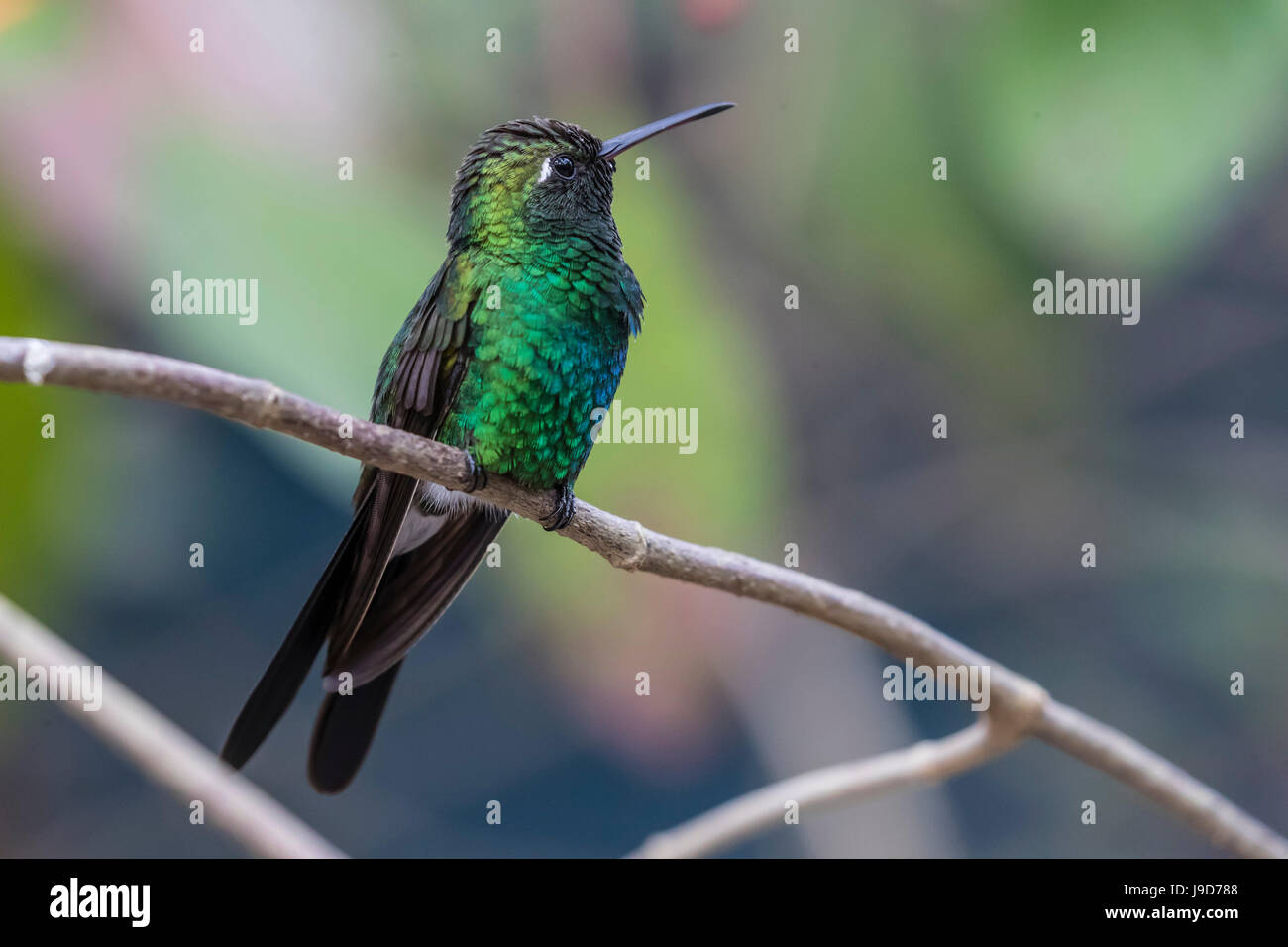 Un adulto selvatico cubano hummingbird smeraldo (ricordii Chlorostilbon), Zapata Parco Nazionale di Cuba, West Indies, dei Caraibi Foto Stock