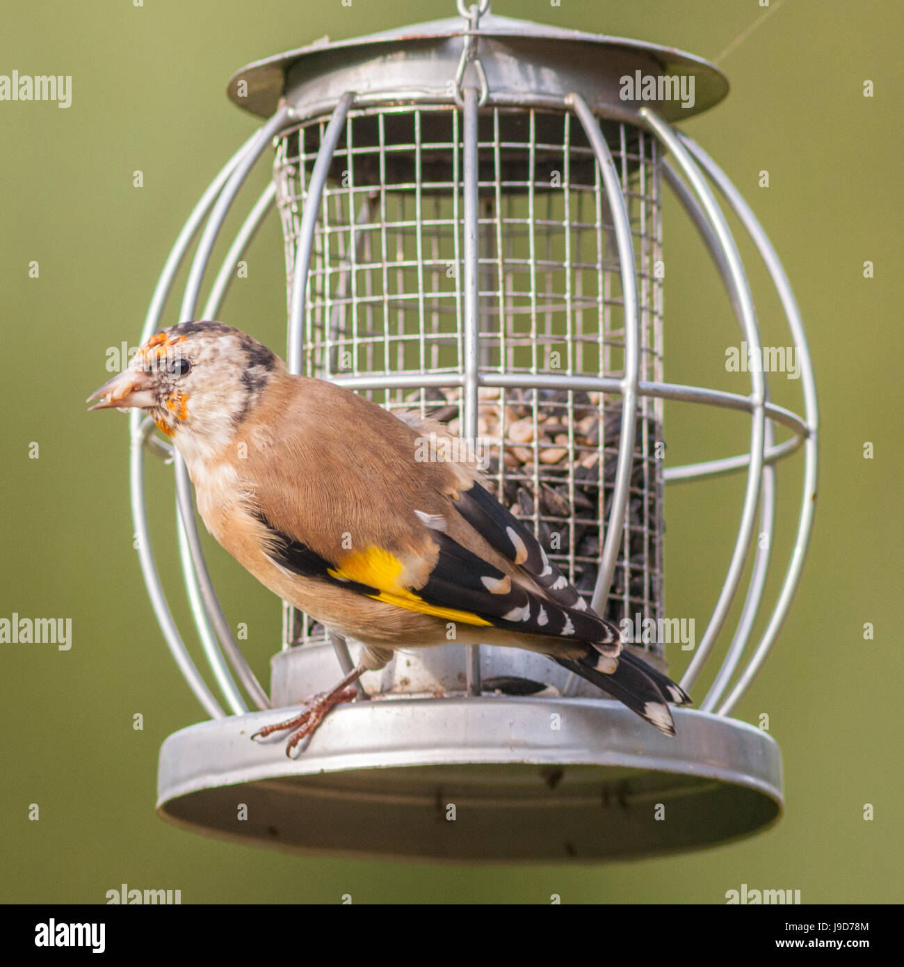 Un giovane Cardellino (Carduelis carduelis) nel Regno Unito Foto Stock