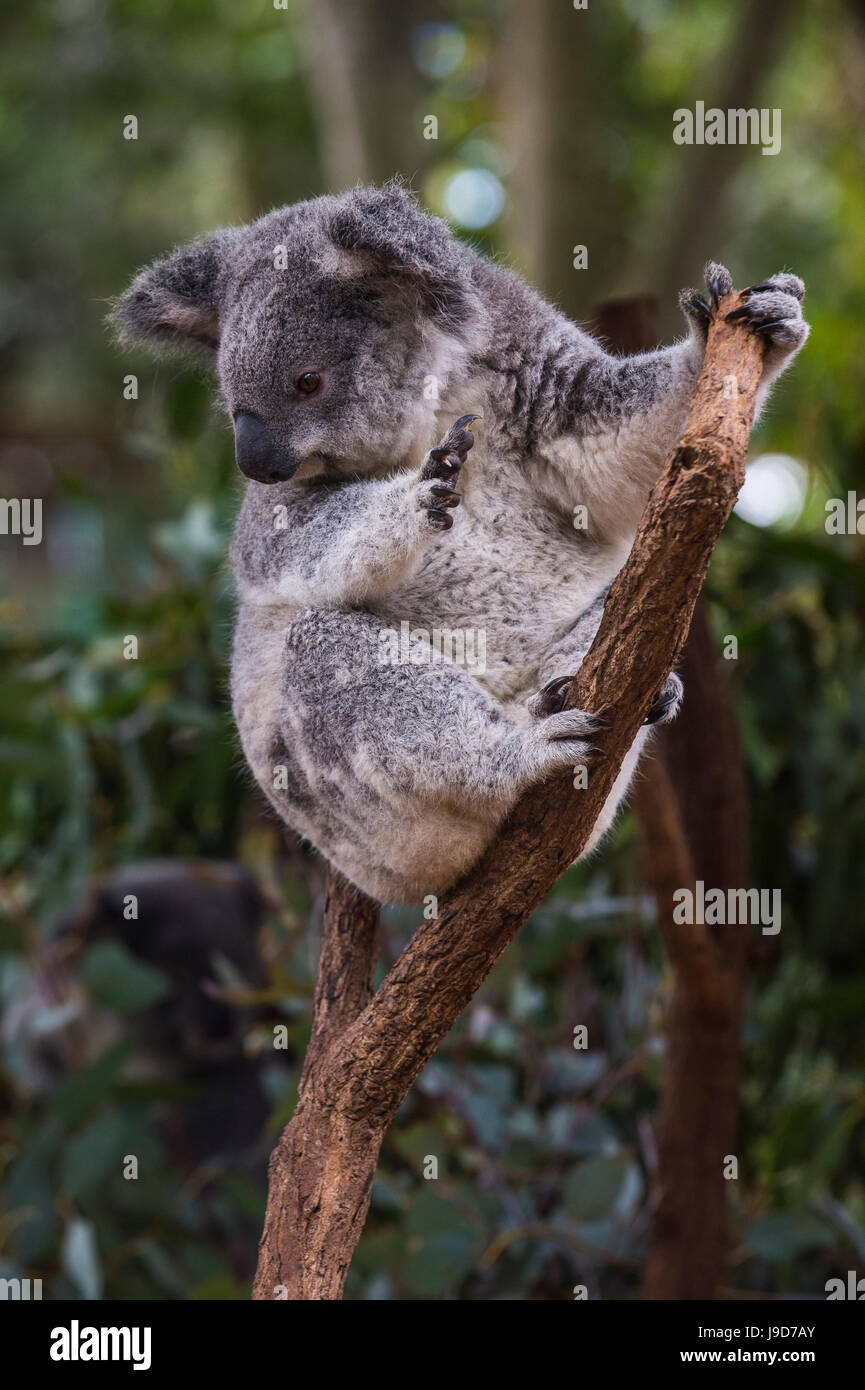 Koala (Phascolarctos cinereus), Lone Pine Santuario, Brisbane, Queensland, Australia Pacific Foto Stock