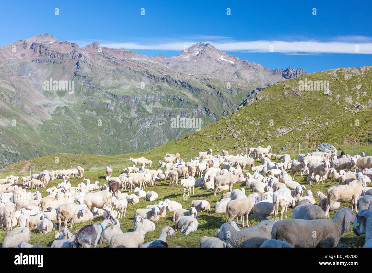 Pecore al pascolo verde circondato da picchi rocciosi, Val di viso, Valle Camonica, provincia di Brescia, Lombardia, Italia Foto Stock