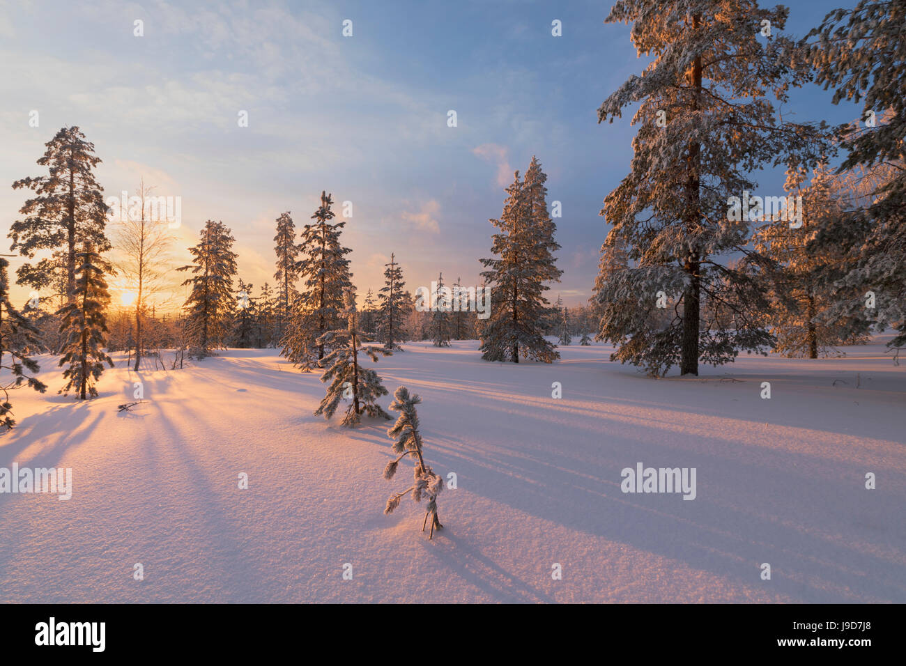 Le luci del tramonto artico illuminare i boschi innevati, Vennivaara, Rovaniemi, regione della Lapponia, Finlandia, Europa Foto Stock