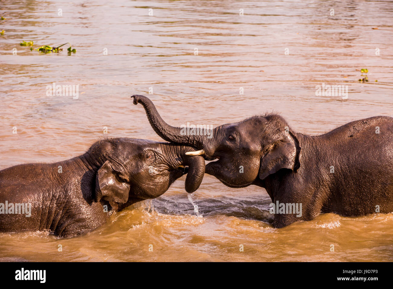 Baby elefanti giocando nel fiume, Chitwan elefante santuario, Nepal, Asia Foto Stock