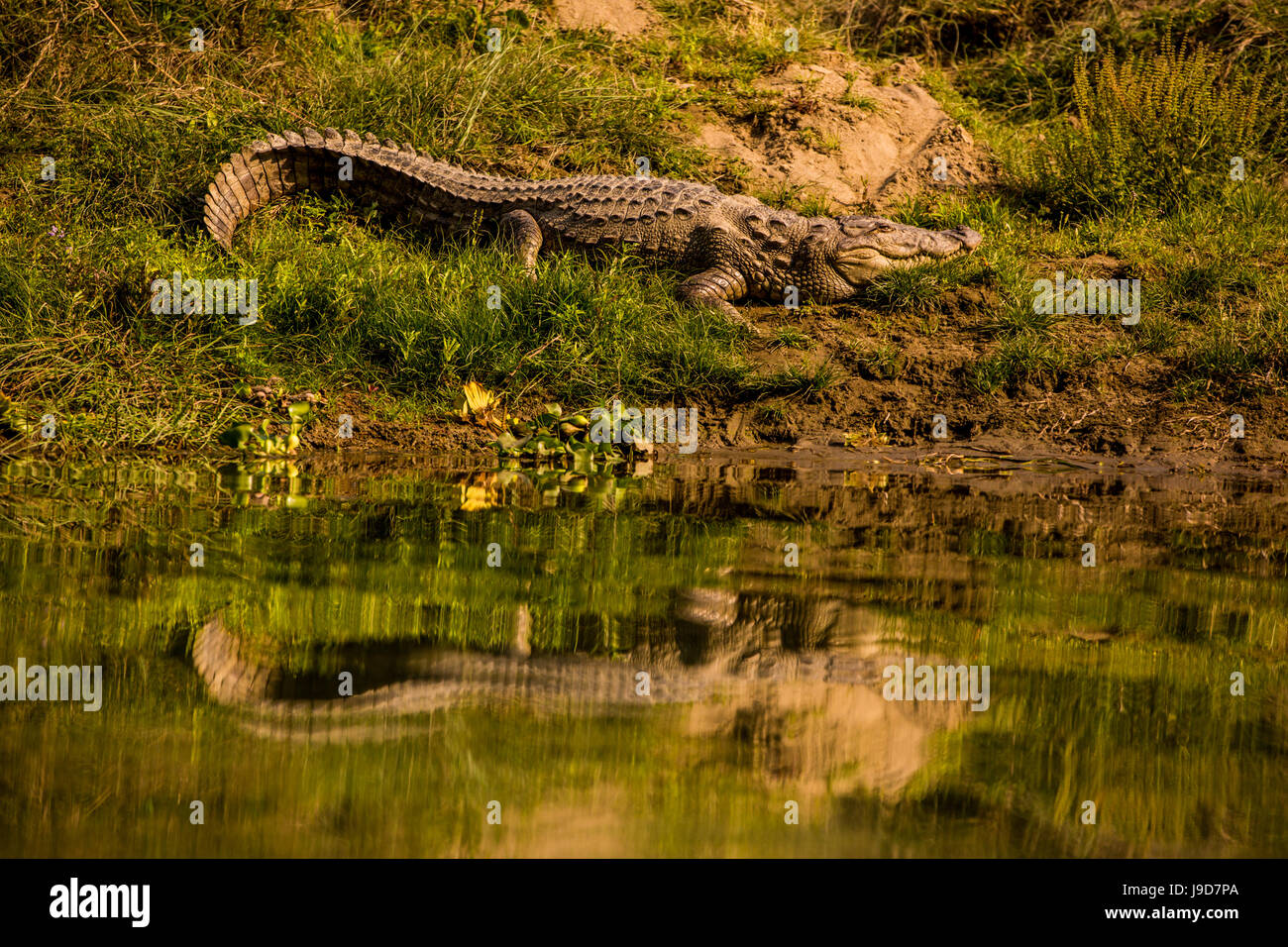 Crocodile ensoleillement se stesso da un fiume, Chitwan elefante santuario, Nepal, Asia Foto Stock